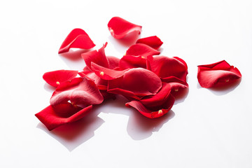Naklejka premium Rosenblüten