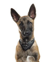 Close-up of a Belgian Shepherd in front of a white background
