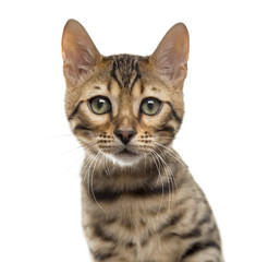 Close-up of a Bengal in front of a white background