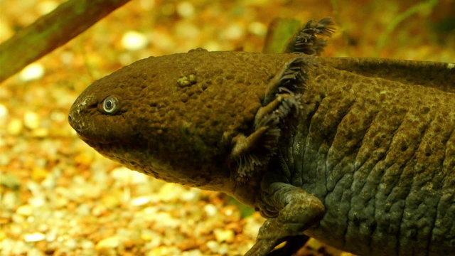 Brown color Axalotl on the ground looking into something. The axolotl also known as a Mexican salamander or a Mexican walking fish is a neotenic salamander closely related to the tiger salamander. 