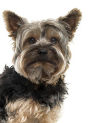 Close-up of a Yorksire Terrier in front of a white background