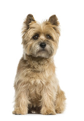 Cairn terrier sitting in front of a white background
