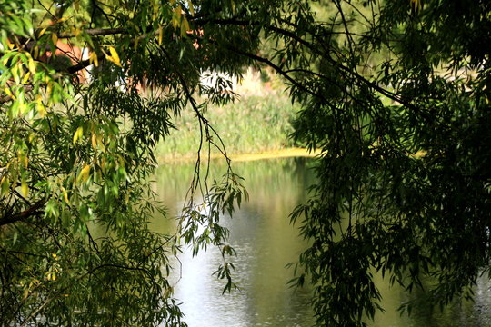 Trauerweide am Teich