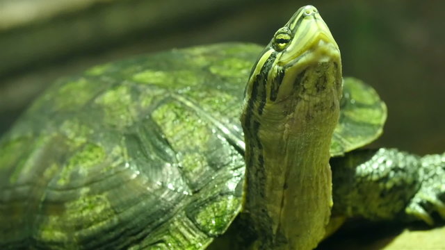 An Annam leaf turtle with its heads up high. Annam leaf turtle is also called a Vietnamese pond turtle