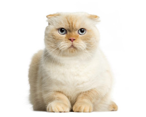 Cat lying in front of a white background