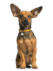 Pinscher sitting in front of a white background