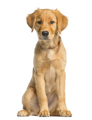 Golden Retreiver puppy sitting in front of a white background