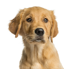 Close-up of a Golden Retreiver puppy