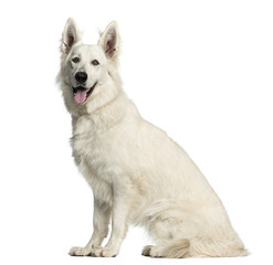 Swiss Shepherd dog sitting in front of a white background
