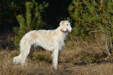 White Russian wolfhound