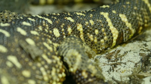 Green and black striped scales of the tail of Rio fuerte Green and black striped scales of the tail of Rio fuerte beade lizard. The beaded lizard is a species of venomous lizard 