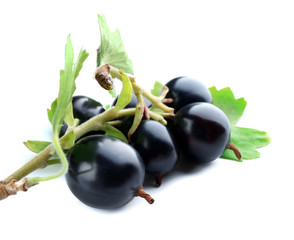 Wild black currant with green leaves isolated on white