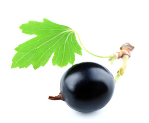 Wild black currant with green leaf isolated on white