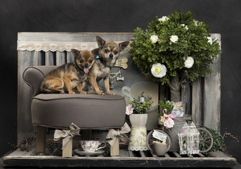 Chihuahuas in front of a rustic background