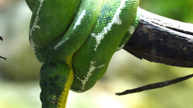 An Emerald tree boa snake curled up on the tree branch. Corallus caninus commonly called the emerald tree boa is a non-venomous boa species found in the rainforests of South America. 