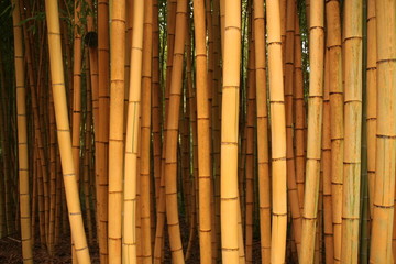 bambous 6