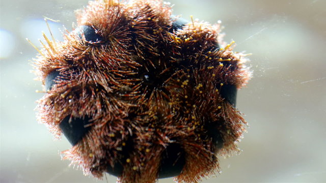 A sea urchin kind called echinus in the water. The shell or test of sea urchins is round and spiny typically from 3 to 10 cm across.