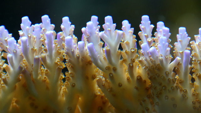 Beautiful white and brown corals underwater. Corals are marine invertebrates in the class Anthozoa of phylum Cnidaria.