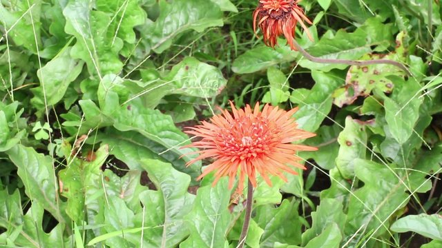 red Gerberas on a sunny day in garden (Gerbera jamesonii), Compositae