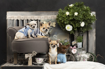 Chihuahuas in front of a rustic background