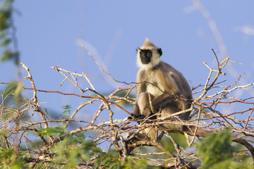 Tufted gray langur in Bundala national park, Sri Lanka