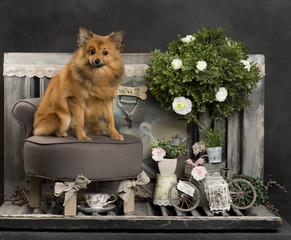 Spitz in front of a rustic background