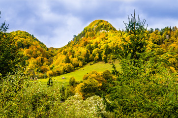 The colors of autumn. Autumn landscape in mountains with colorful forest and blue sky.