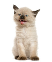 Kitten meowing in front of white background