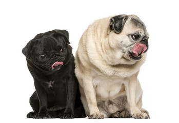 Fototapeta premium Two funny Pugs in front of white background