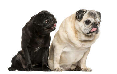 Fototapeta premium Two funny Pugs in front of white background