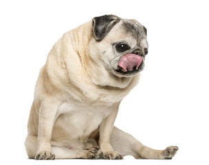 Obraz premium Handicapped Pug sitting in front of white background