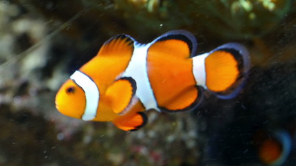 A small clownfish swimming on the water. It has white-orange striped color