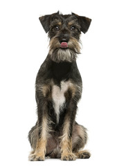 Crossbreed dog sitting in front of white background