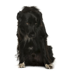 Submissive Crossbreed sitting in front of white background