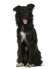 Crossbreed sitting in front of white background