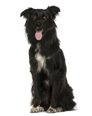 Crossbreed sitting in front of white background