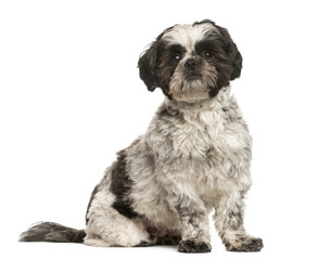 Shih Tzu sitting in front of white background