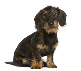 Dachshund sitting in front of white background