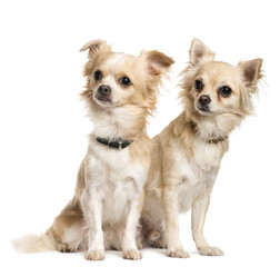 Two Chihuahuas sitting in front of white background