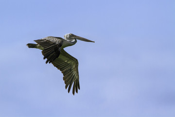 Spot-billed Pelican flying isolated in blue sky, Sri Lanka