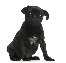 Pug puppy sitting in front of a white background