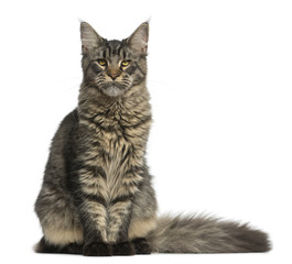 Obraz premium Maine Coon sitting in front of a white background