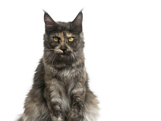 Maine Coon sitting in front of a white background