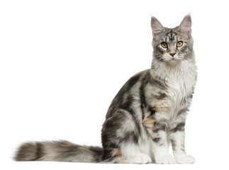 Maine Coon sitting in front of a white background