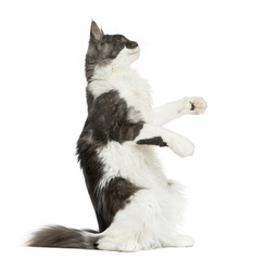 Maine Coon pawing in front of a white background
