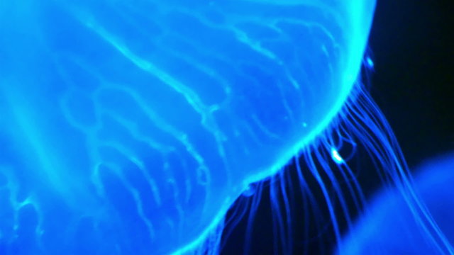 Gelatine-like umbrella bell of the white jellyfish. They are typified as free-swimming marine animals consisting of a gelatinous umbrella-shaped bell and trailing tentacles.