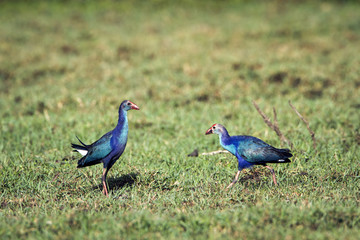 Purple Swamphen in Bundala National Park, Sri Lanka