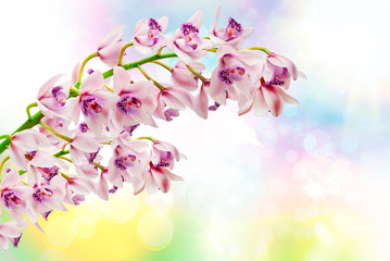 Fototapeta na wymiar Orchid flower close up