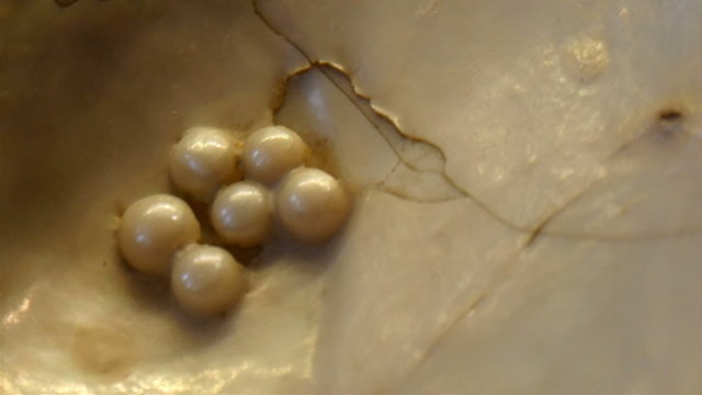 Some of the pearls produced by the clam in the sea. A pearl is a hard object produced within the soft tissue (specifically the mantle) of a living shelled mollusk.