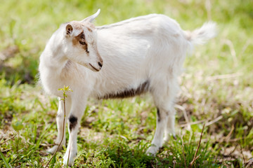 Fototapeta premium goat